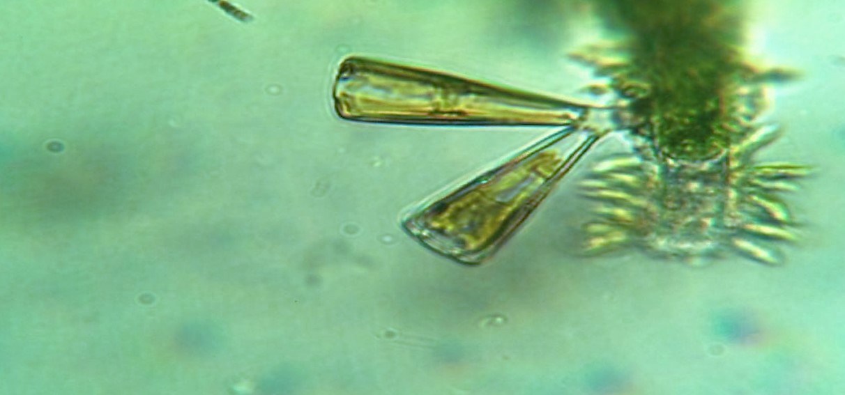 chlorophita?